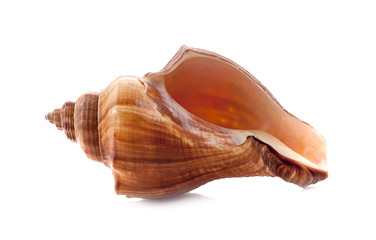 Sea shell on white background