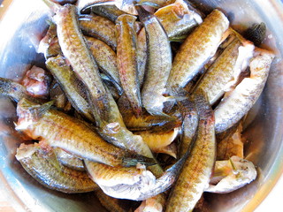 Prepared for cooking cleaned from scales and gutted raw carcass of Gobius sobitis (goby fish) in a bowl. Top view. Closeup. Texture (background) of raw fish