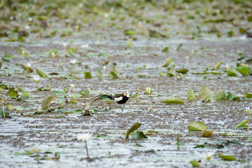 Pheasant-tailed Jacana is the most beautiful waterbird with long tail lived, walk on floating vegetation in shallow lakes