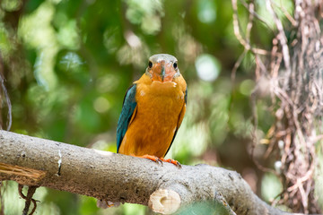 Stork-billed Kingfisher is a very large kingfisher, adult has a green back, blue wings and tail, olive-brown head and very large bill and legs are bright red.