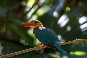 Stork-billed Kingfisher is a very large kingfisher, adult has a green back, blue wings and tail, olive-brown head and very large bill and legs are bright red.