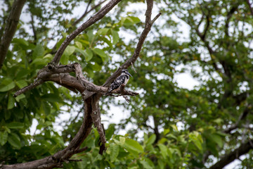 Pied kingfisher