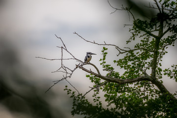 Pied kingfisher