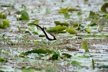 Pheasant-tailed Jacana is the most beautiful waterbird with long tail lived, walk on floating vegetation in shallow lakes