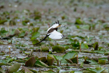 Pheasant-tailed Jacana is the most beautiful waterbird with long tail lived, walk on floating vegetation in shallow lakes