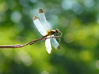 トンボ, むし, 自然, マクロ, bug, 羽, 動物, 緑, 蠅, 野生生物, 羽, アップ, ドラゴン, むし, 動物相, 黄色, 目, アップ, トンボ, サマータイム, ヘビウ属, 植える, トンボ, フライング, 赤