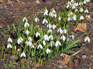 Beautiful first spring flowers - Snowdrops. Group of withe snowdrop flowers in the forest.