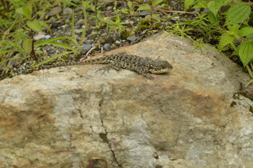 Lizzard Skulking About