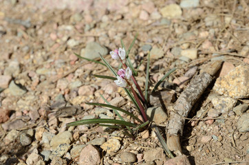 Close-up of a wild flower on the rocky soil