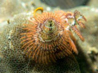christmas tree warm on the coral