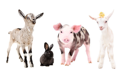 Cute little farm animals, standing together, isolated on white background