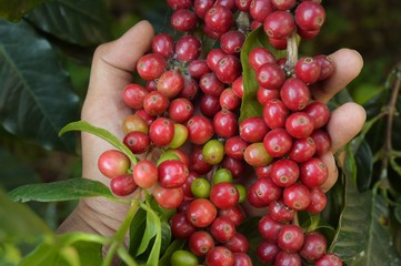 Coffee beans ripening on a tree.