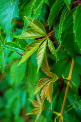 Photo of the green vine on stone old wall
