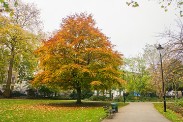 wooden bench for sitting in public park with trees color change in autumn in London