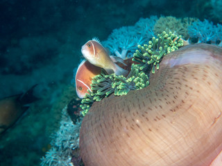 Anemone fish with Sea Anemone