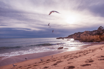 Gulls at sunset on the ocean, beautiful seascape, stunning beautiful coast of Portugal, the Algarve
