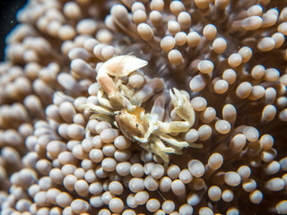 A crab that lives with an anemone
