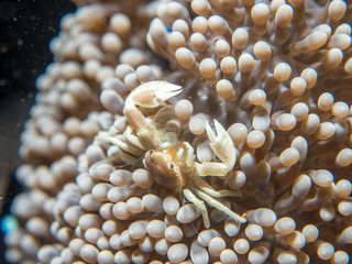 Naklejka na ściany i meble A crab that lives with an anemone