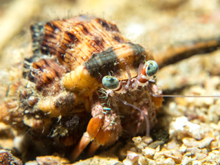 Hermit crab on the sand