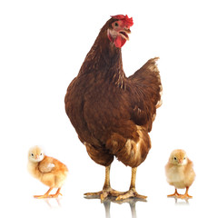 Brown chicken and two little chicken isolated on white background