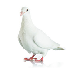 White dove isolated on white background