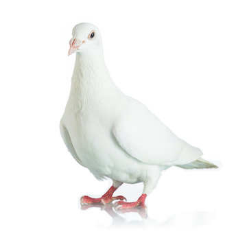 White dove isolated on white background