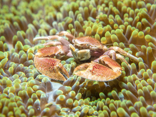 A crab that lives with an anemone