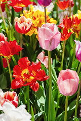 multicolored tulips in garden