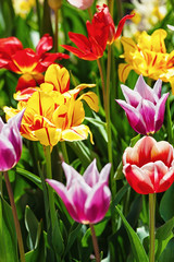 multicolored tulips in garden