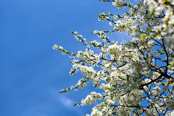 blossomed cherry tree over beautiful cloudscape