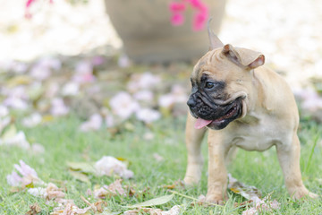 French bulldog stand in grass field on outdoor park