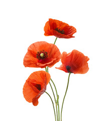 Four red poppies isolated on white background.