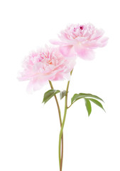 Two light pink peonies  isolated on white background.