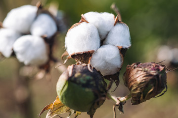 Blossoms of cotton plant