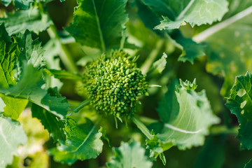 Fresh turnip tops