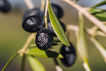 Fresh olives in Puglia © sabino.parente