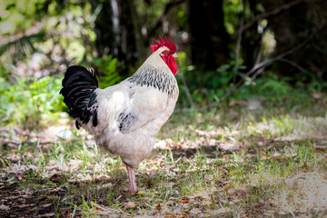 Wild rooster in the forest in Byron Bay Australia.