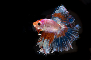Siamese fighting fish on black background