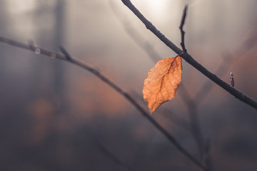 Feuille orange dans une for&ecirc;t brumeuse