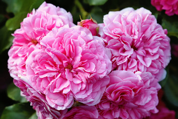 olia roses, the Provence rose or cabbage rose or Rose de Mai
