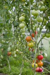 Harvest of fresh organic tomatoes in greenhouse on a sunny day. Picking Tomatoes. Vegetable Growing. Gardening concept