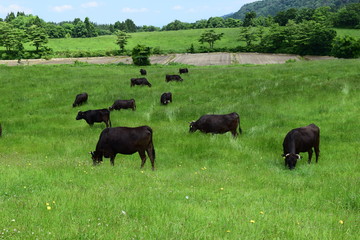 牛の放牧