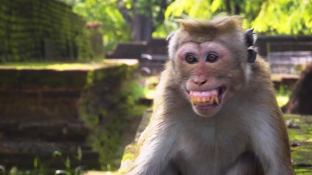 Wild Monkey Bares his Teath at Polonnaruwa Ruins, Sri Lanka
