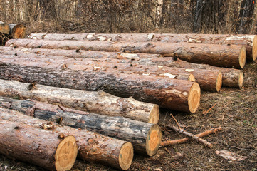 Cut and stacked pine tree logs closeup in coniferous forest