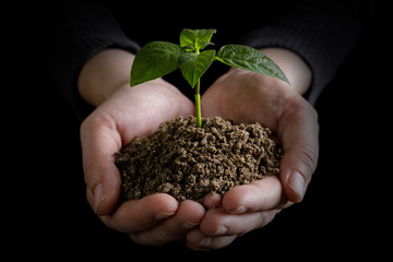 Plant in hands - isolated on black background