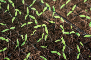 Shoots of young tomato plants in a greenhouse in a special composition from a mixture of soil and peat