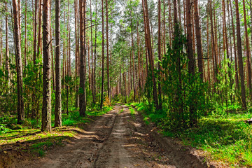 pine forest landscape