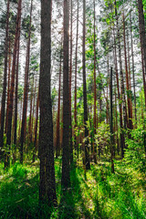 Fototapeta na wymiar pine forest landscape