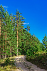 Fototapeta na wymiar pine forest landscape