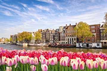 Skyline von Amsterdam am Kanalufer mit Tulpenfrühlingsblume, Amsterdam, Niederlande